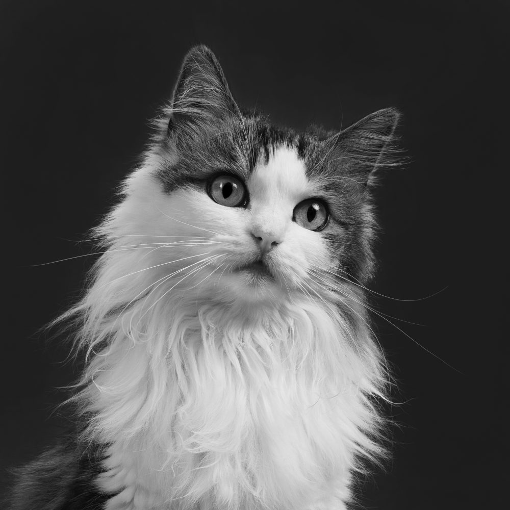 jazicat
